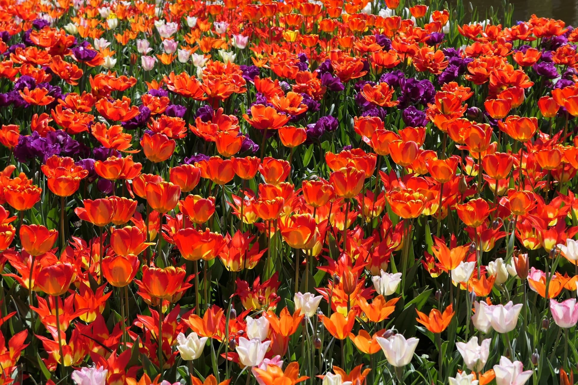 Keukenhof et les champs de fleurs de la Bollenstreek